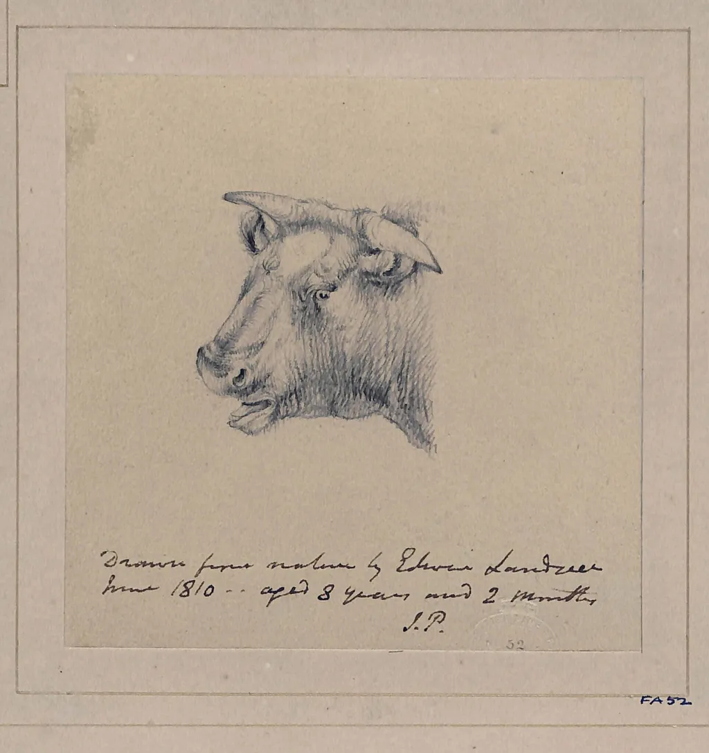 Drawing of a bull, by Edwin Landseer, 1812