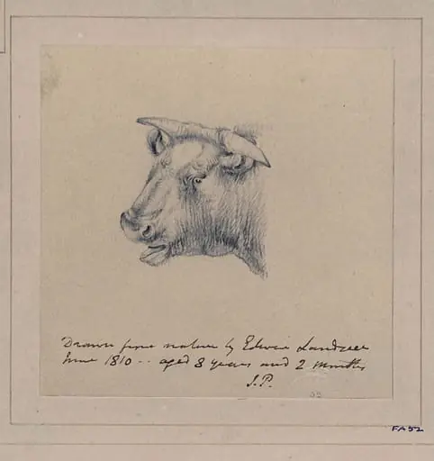 Drawing of a bull, by Edwin Landseer