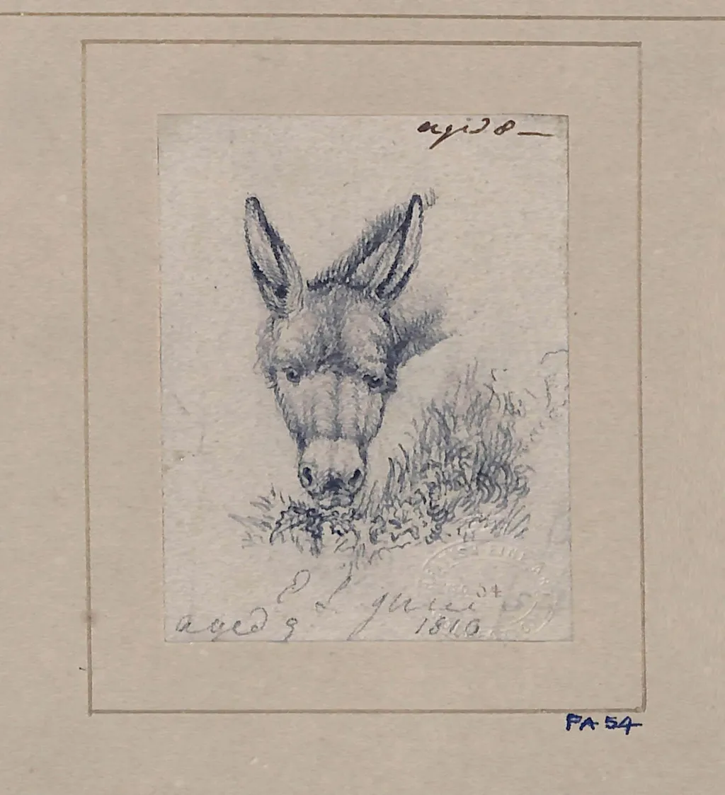 Drawing of a donkey, by Edwin Landseer, 1812