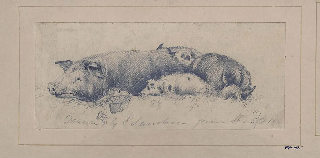 Drawing of pigs, by Edwin Landseer, 1812