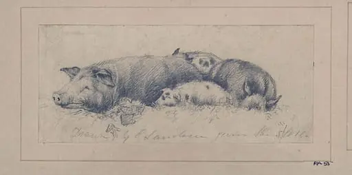 Drawing of pigs, by Edwin Landseer
