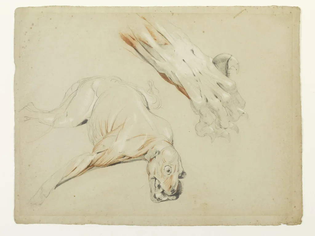 Ecorche drawing of a dog and enlarged detail of a paw, by Edwin Landseer, 1819