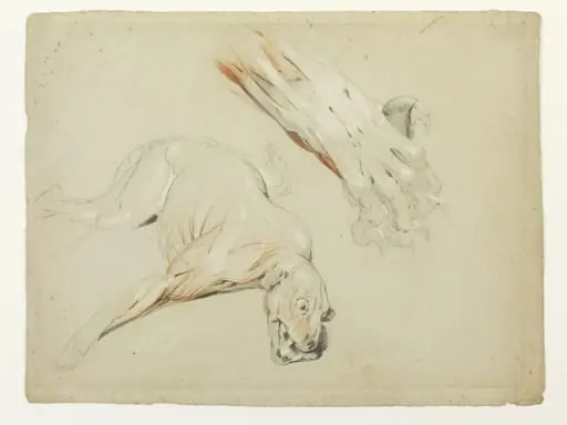 Ecorche drawing of a dog and enlarged detail of a paw, by Edwin Landseer