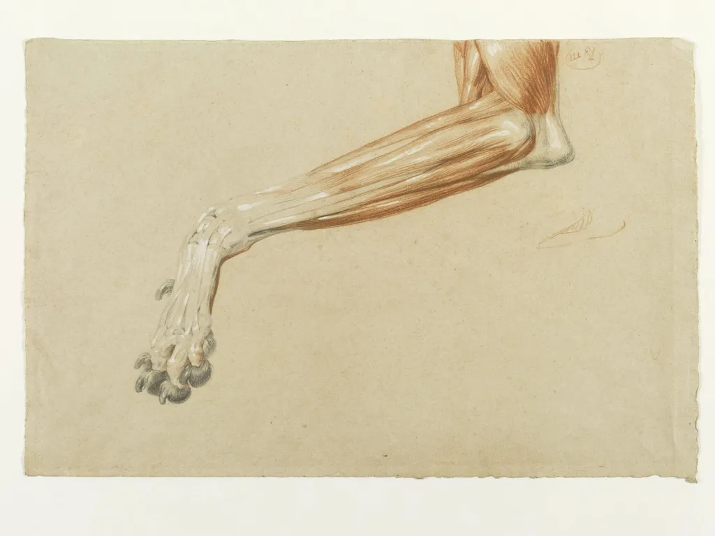Ecorche drawing of a dog's leg, by Edwin Landseer, 1821