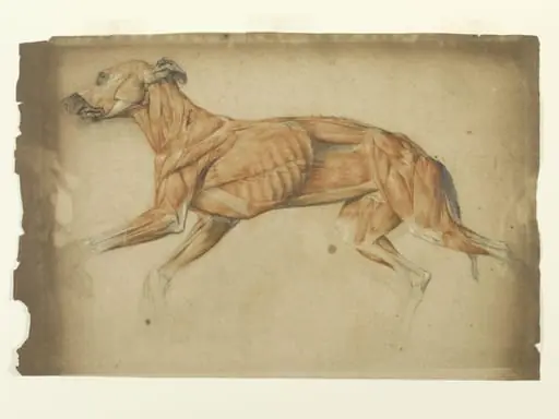 Ecorche drawing of a greyhound, by Edwin Landseer
