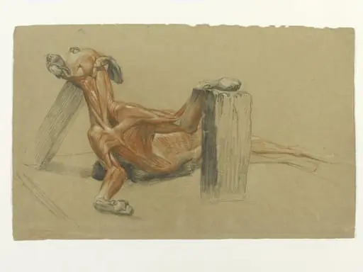 Ecorche drawing of a greyhound supported by planks, by Edwin Landseer