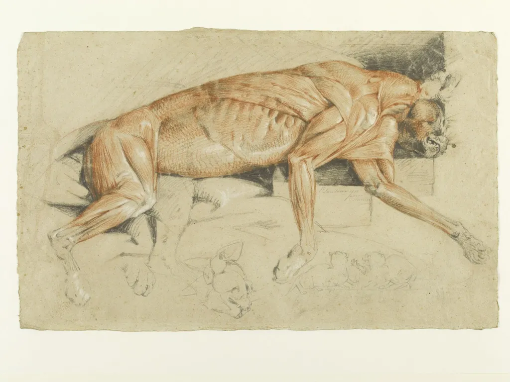 Ecorche drawing of a wild cat, by Edwin Landseer, 1817