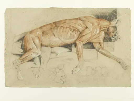 Ecorche drawing of a wild cat, by Edwin Landseer