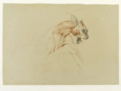 Ecorche drawing of the head and upper body of a wild cat, by Edwin Landseer