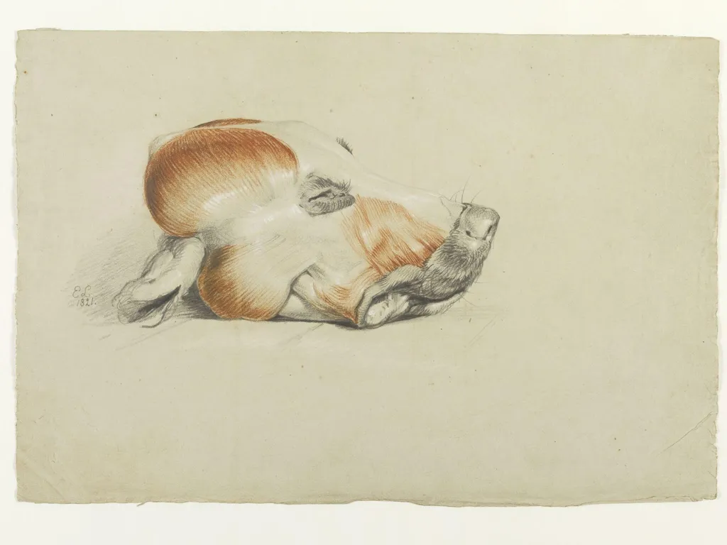 Ecorche drawing of the head of a dog, by Edwin Landseer, 1821