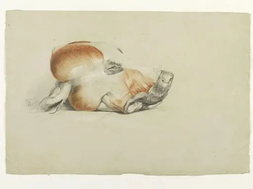 Ecorche drawing of the head of a dog, by Edwin Landseer