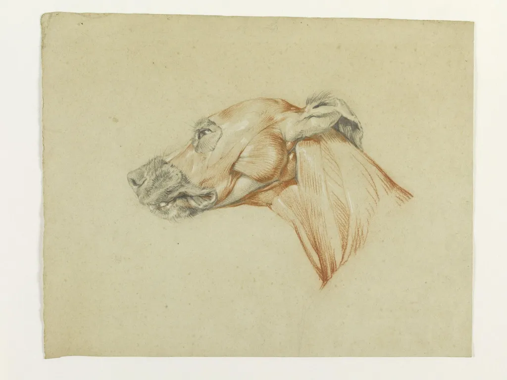 Ecorche drawing of the head of a greyhound, by Edwin Landseer, 1819