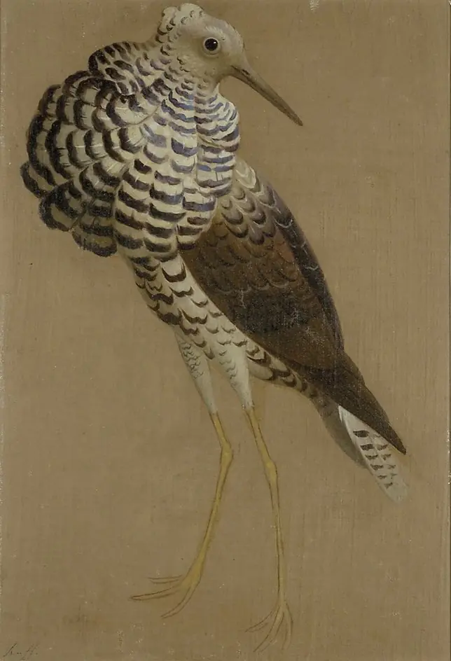 Study of a Ruff, by Edwin Landseer