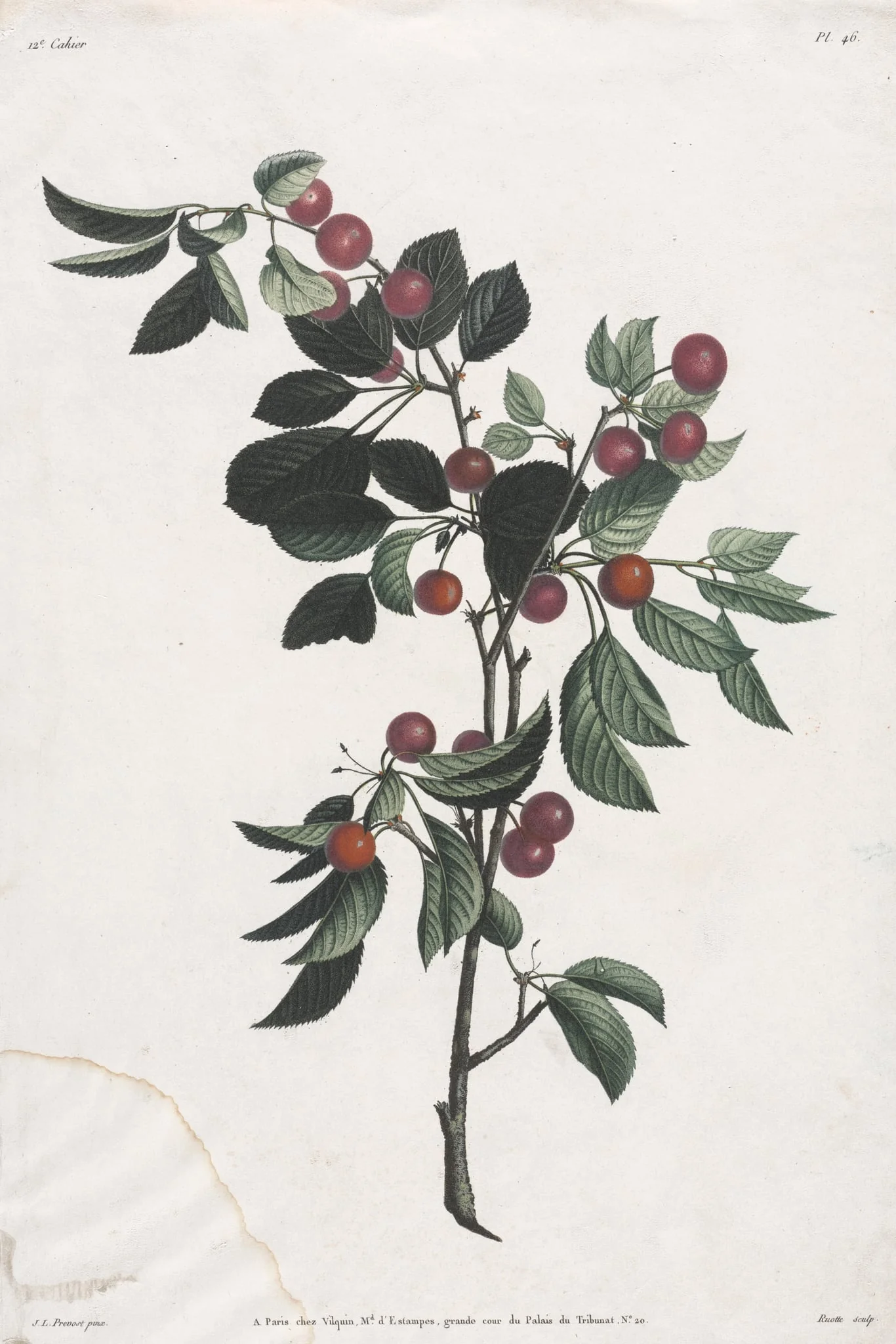 Collection des fleurs et des fruits: Branches de Cérises précoce, detail