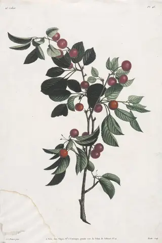 Collection des fleurs et des fruits:  Branches de Cérises précoce, by Jean Louis Prévost, 1805