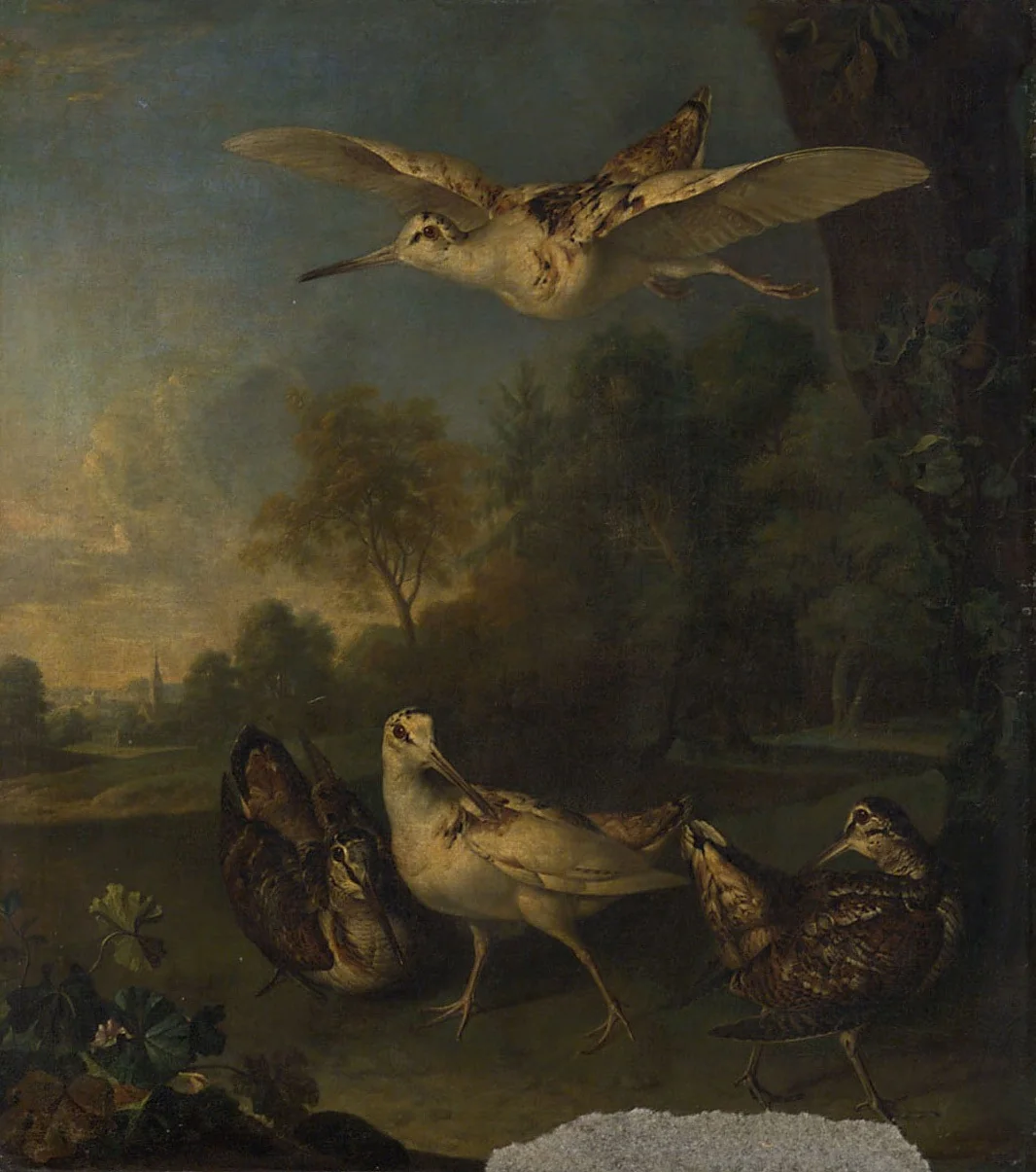 Weisse und braune Schnepfen, detail