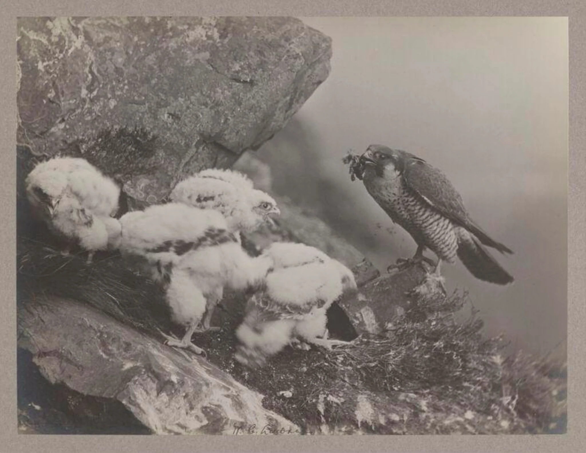Peregrine Falcon, detail