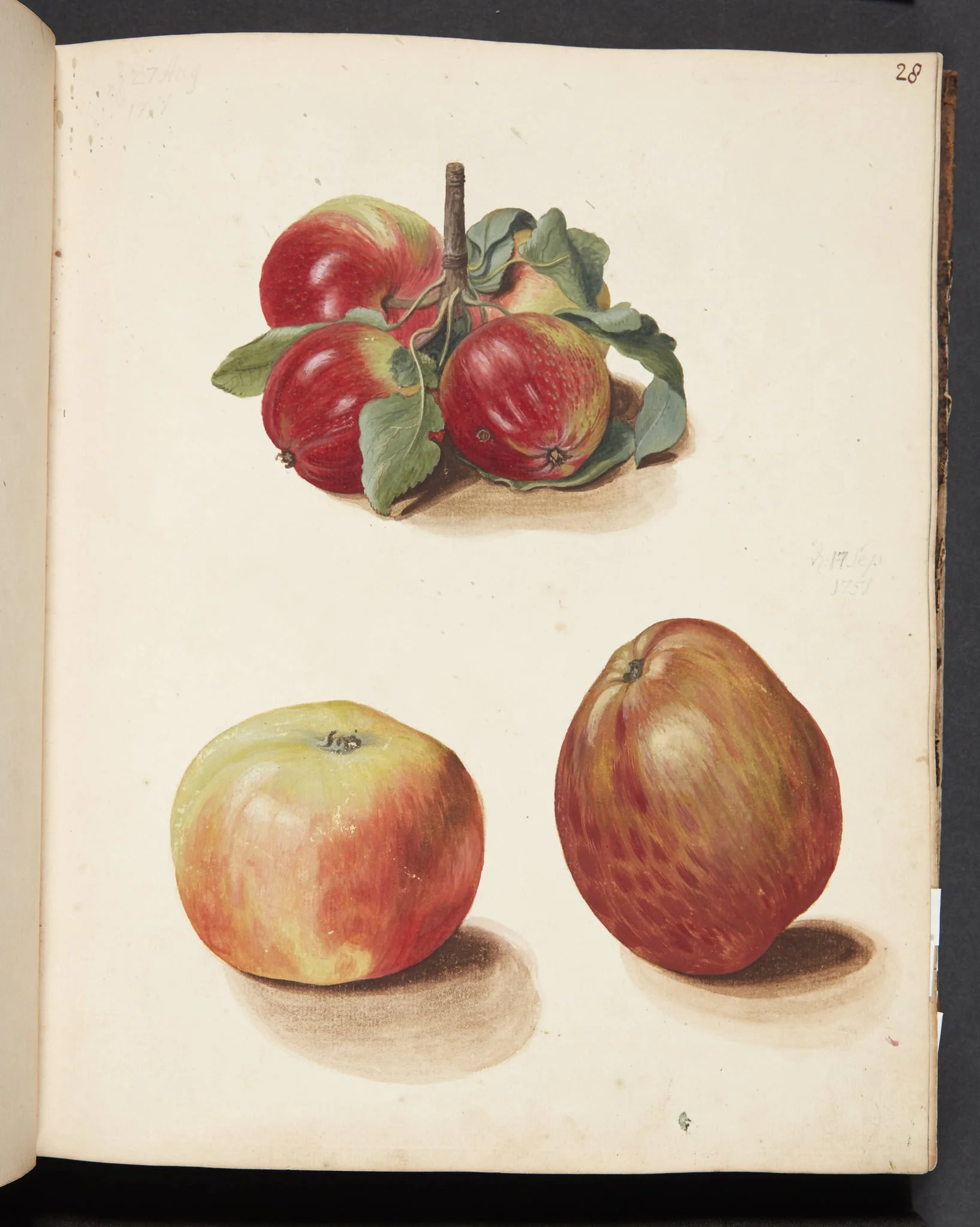 Studie af æbler, detail