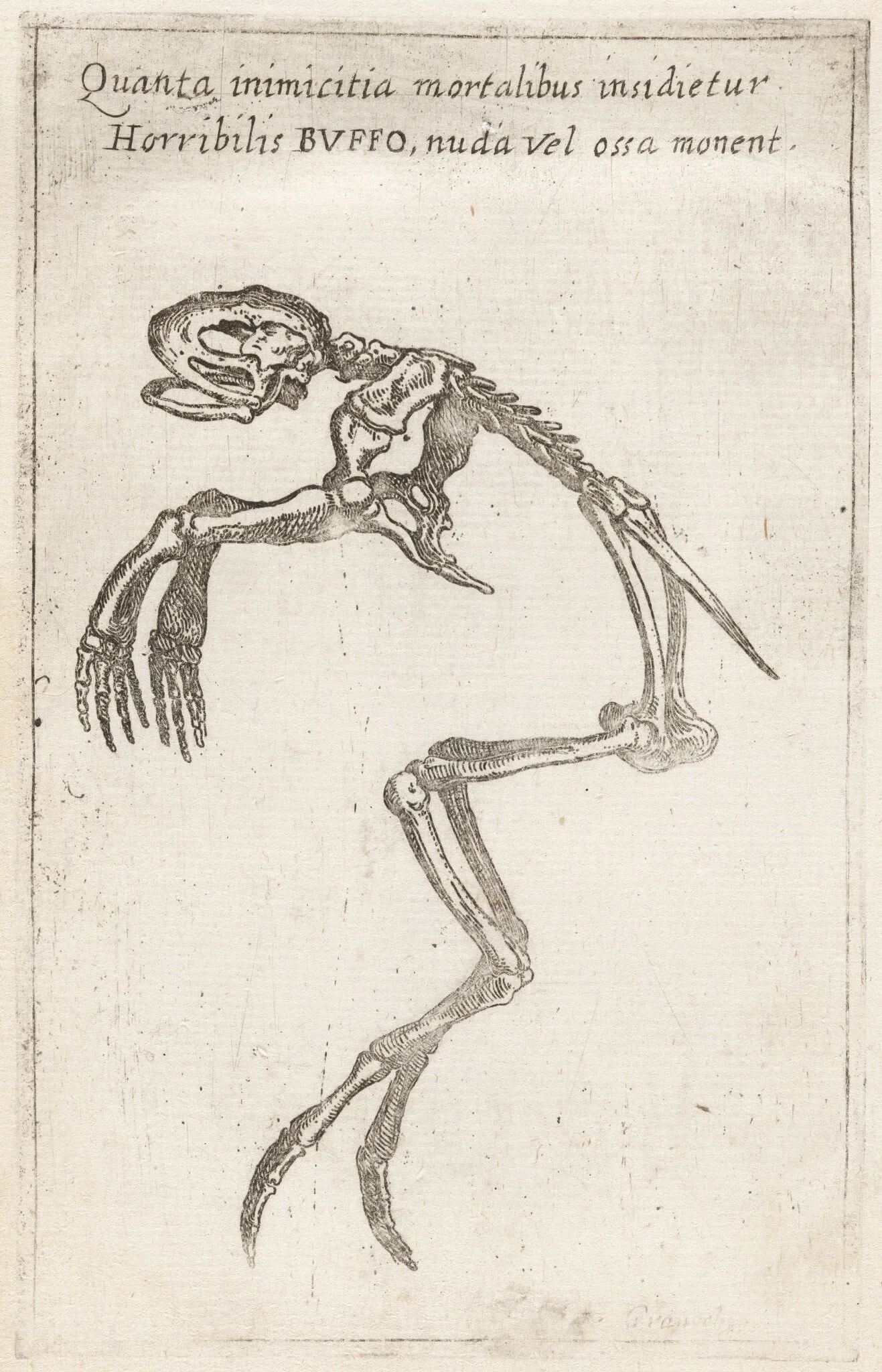 Skeleton of a Frog, detail