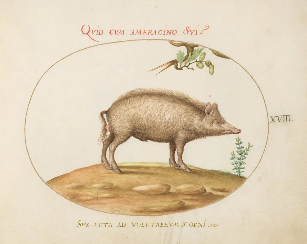 Plate 18: A Pig with Acorns, by Joris Hoefnagel, gouache, 1594