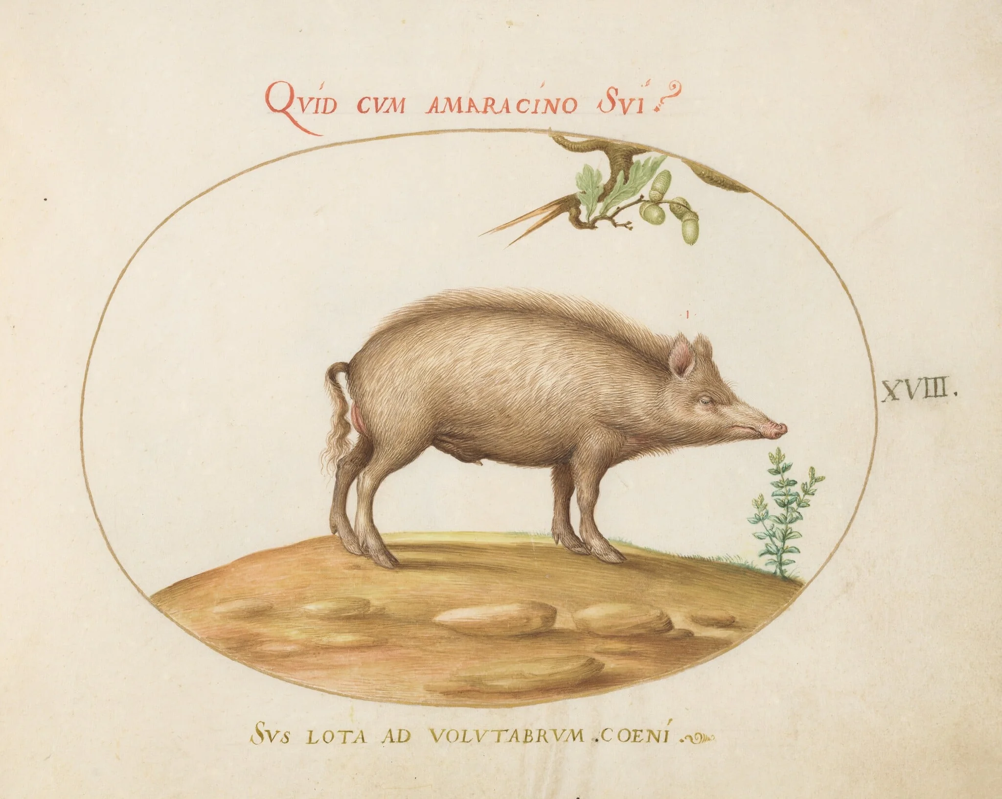 Plate 18: A Pig with Acorns, detail