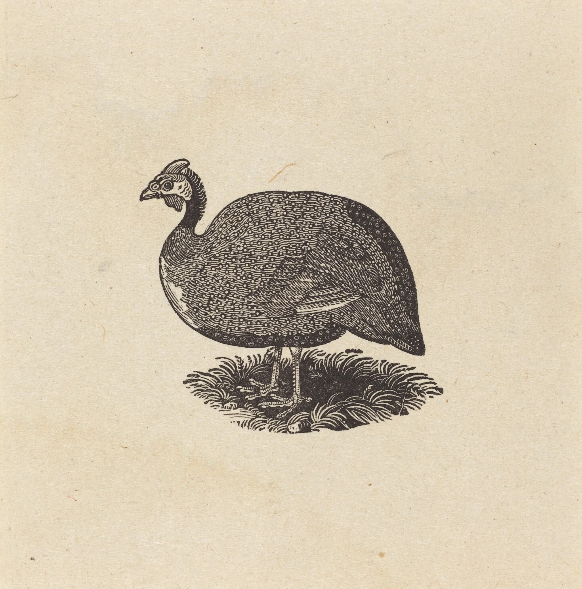 Guinea Hen, detail