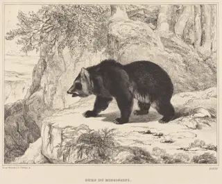 Mississippi Bear, by Antoine-Louis Barye, ink, 1836