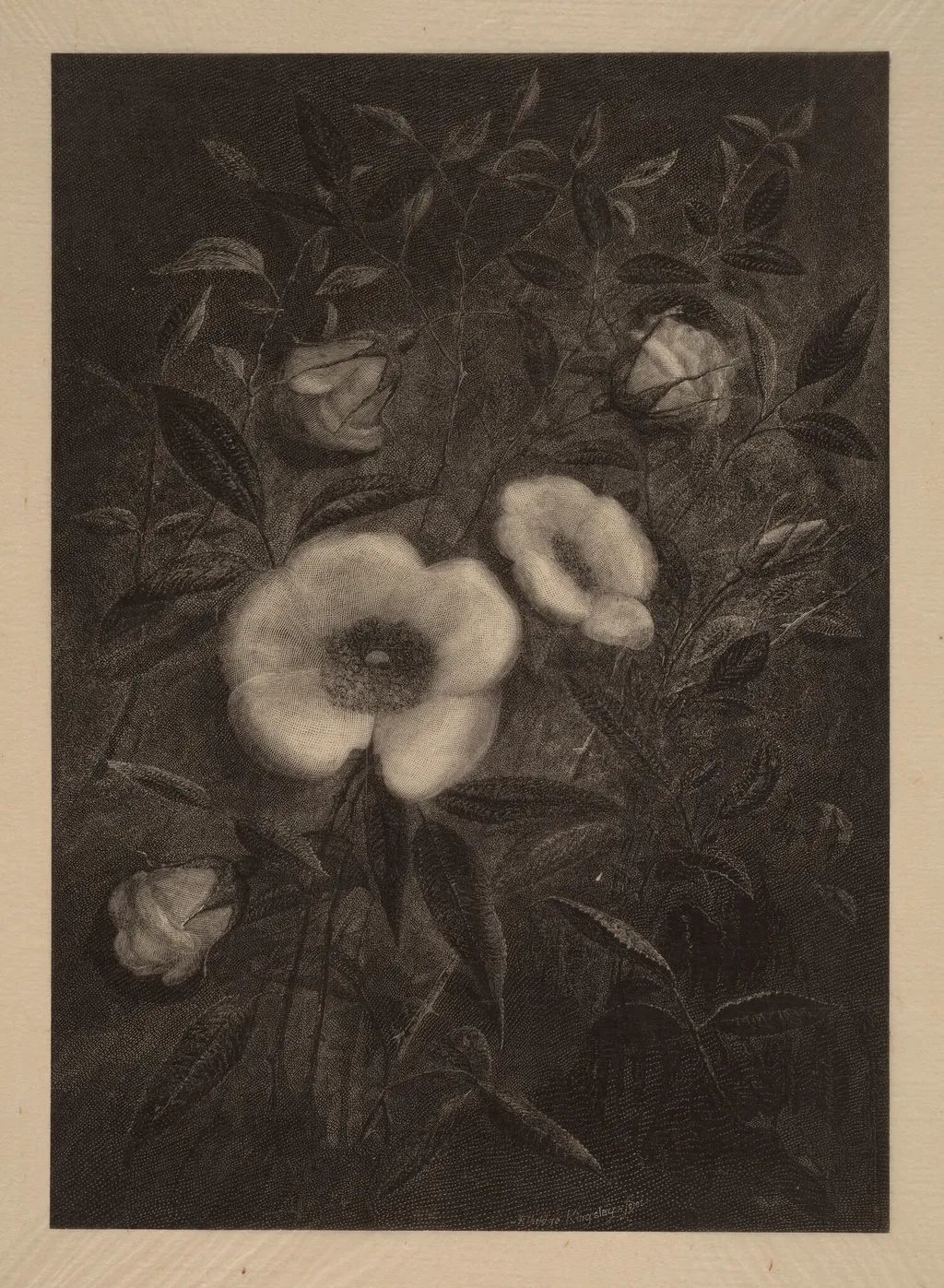 Wild Roses, by Elbridge Kingsley, ink, 1883