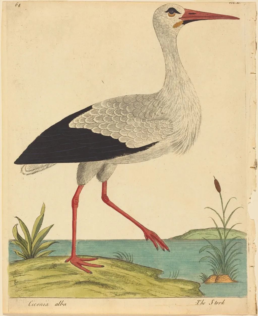 The Stork (Ciconia Alba), by Eleazar Albin, ink, 1734