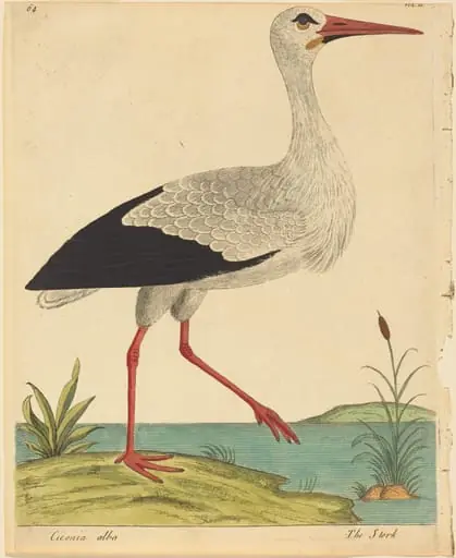 The Stork (Ciconia Alba), by Eleazar Albin