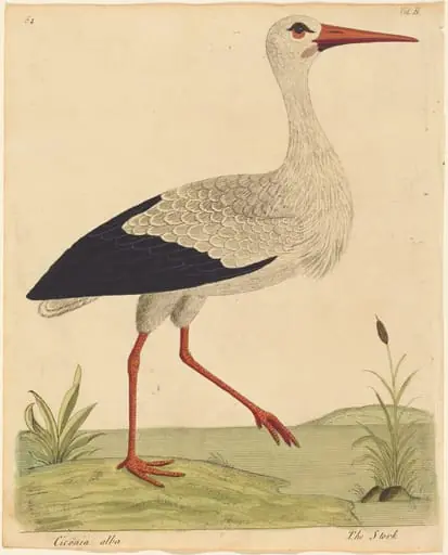 The Stork (Ciconia Alba), by Eleazar Albin