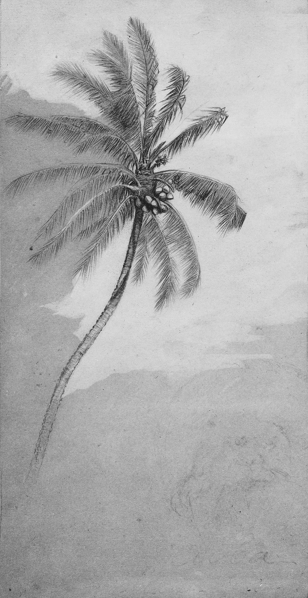 Palm Tree, by Elihu Vedder, unspecified, 1890