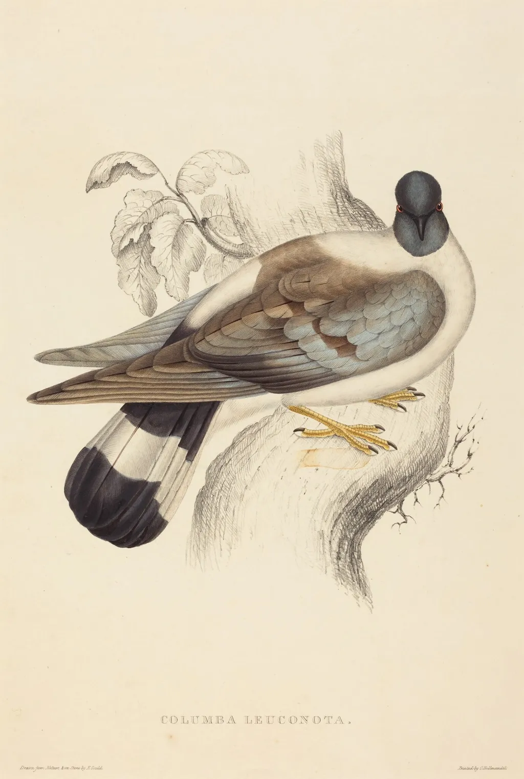 Columba Leuconota (Snow Pigeon), by Elizabeth Gould, ink, 1822