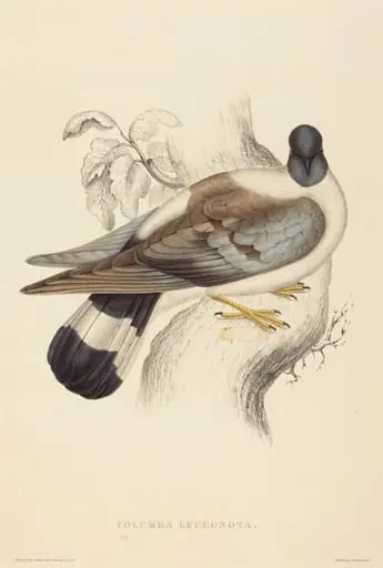 Columba Leuconota (Snow Pigeon), by Elizabeth Gould