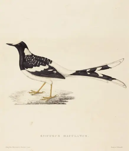 Enicurus Maculatus (Spotted Forktail), by Elizabeth Gould