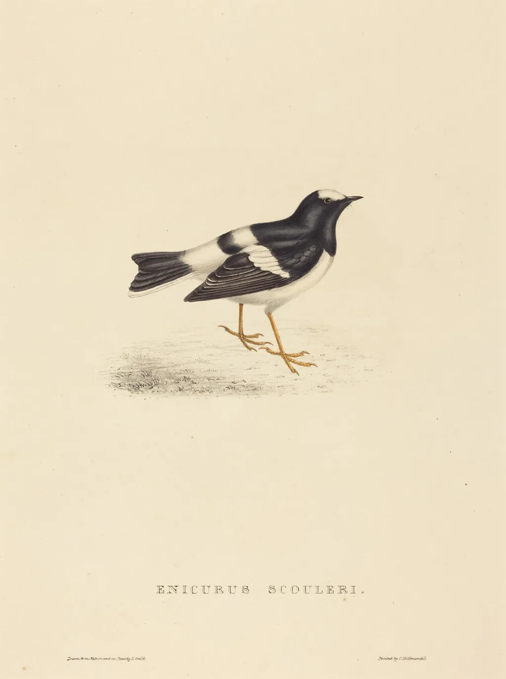 Enicurus Scouleri (Little Forktail), by Elizabeth Gould, ink, 1822