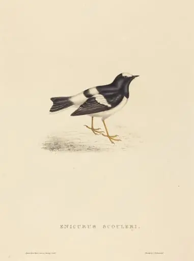 Enicurus Scouleri (Little Forktail), by Elizabeth Gould
