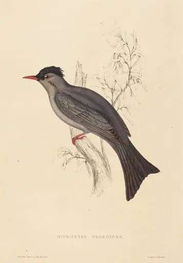 Hypsipetes Psaroides (Black Bulbul), by Elizabeth Gould