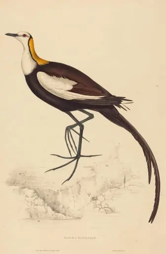 Parra Sinensis (Pheasant-Tailed Jacana), by Elizabeth Gould