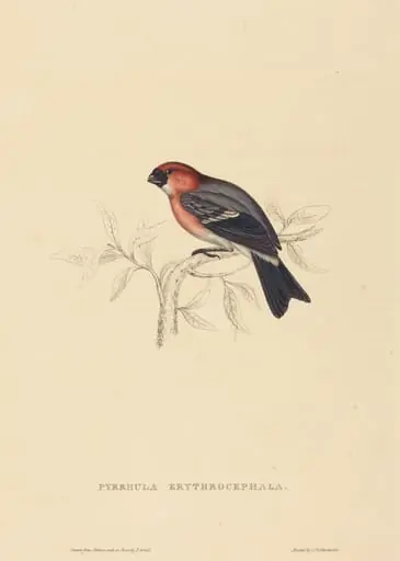 Pyrrhula Erythrocephala (Redheaded Bullfinch), by Elizabeth Gould