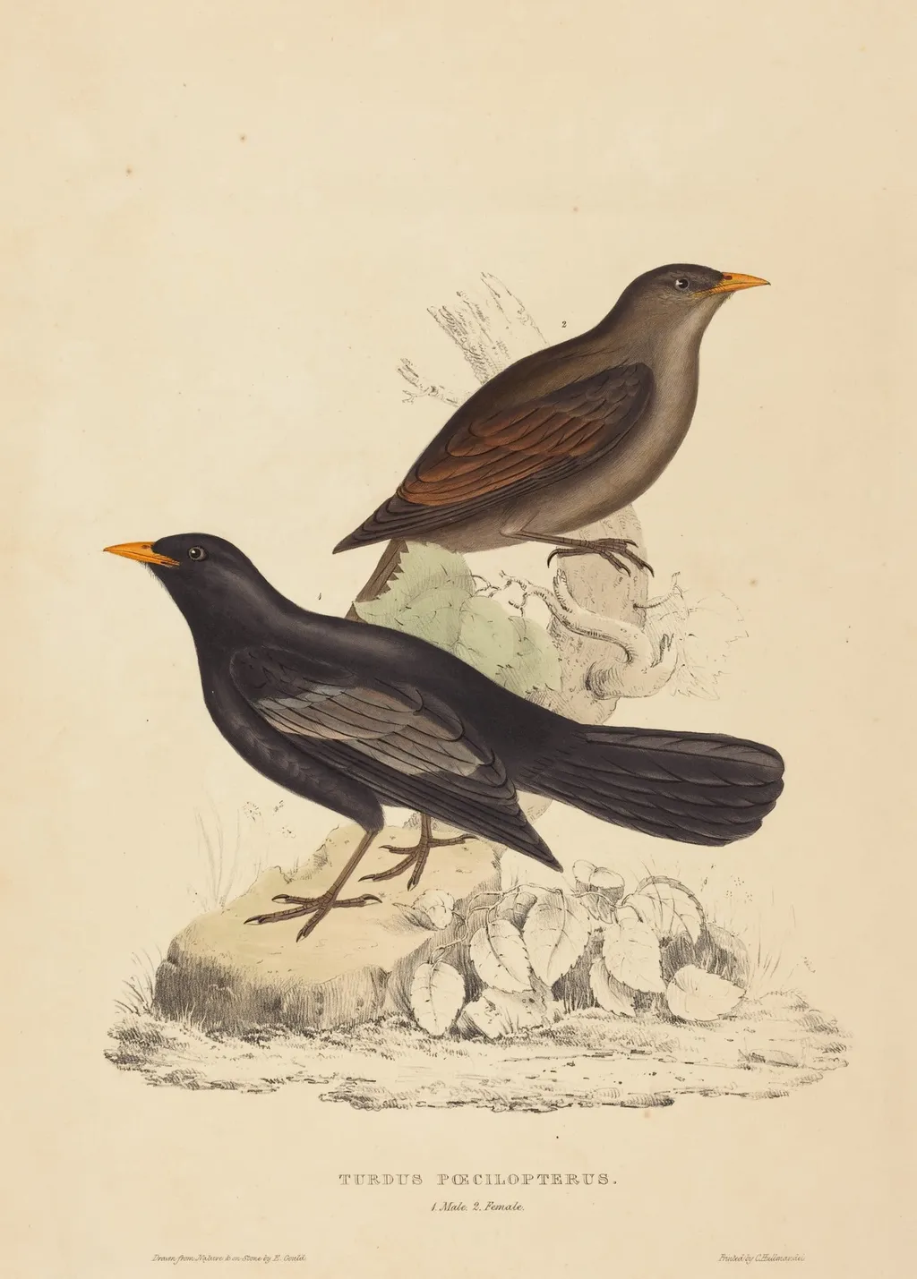 Turdus Poecilopterus (Aztec Thrush), by Elizabeth Gould, ink, 1822