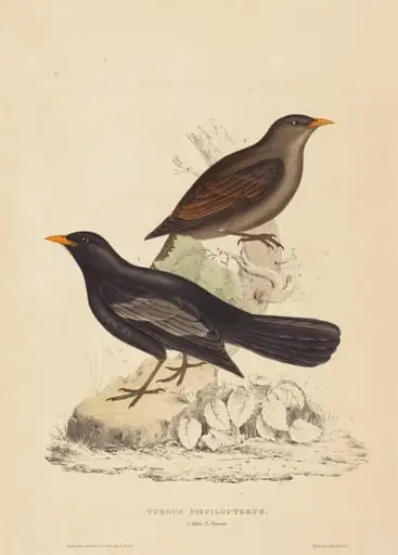 Turdus Poecilopterus (Aztec Thrush), by Elizabeth Gould