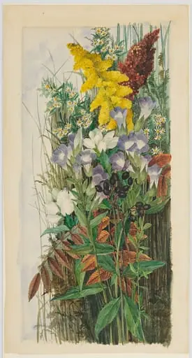 Wildflowers, by Ellen Robbins
