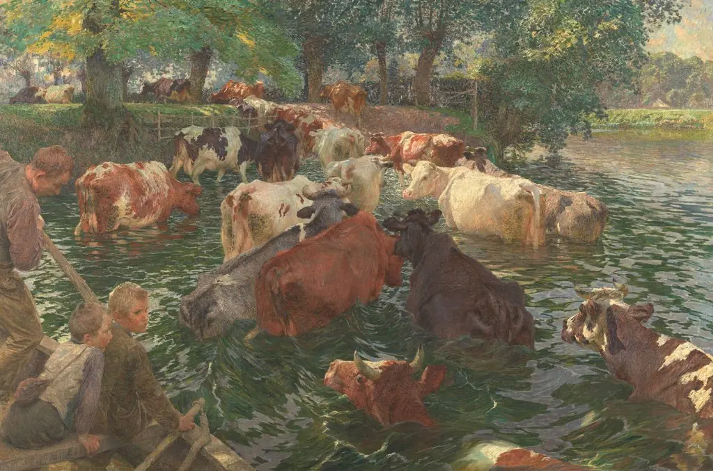 Cows crossing the Lys River