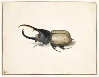 En herkulesbille (dynastes hercules)