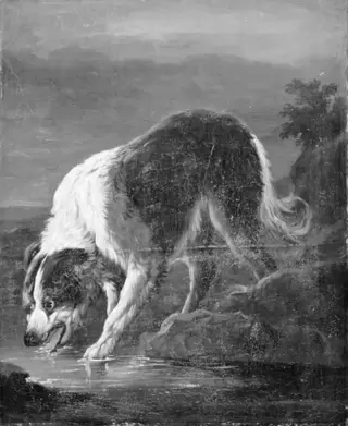 En langhåret hvid og brunplettet hund står og drikker ved et vand