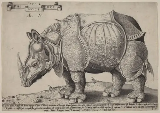 Rhinoceros, by Enea Vico