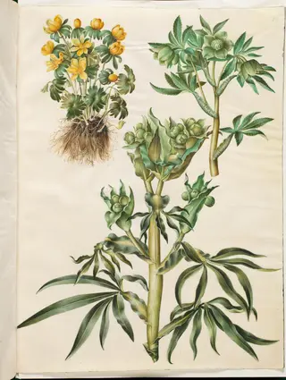 Eranthis hyemalis (have-erantis); Helleborus viridis (grøn nyserod); Helleborus foetidus (stinkende nyserod)