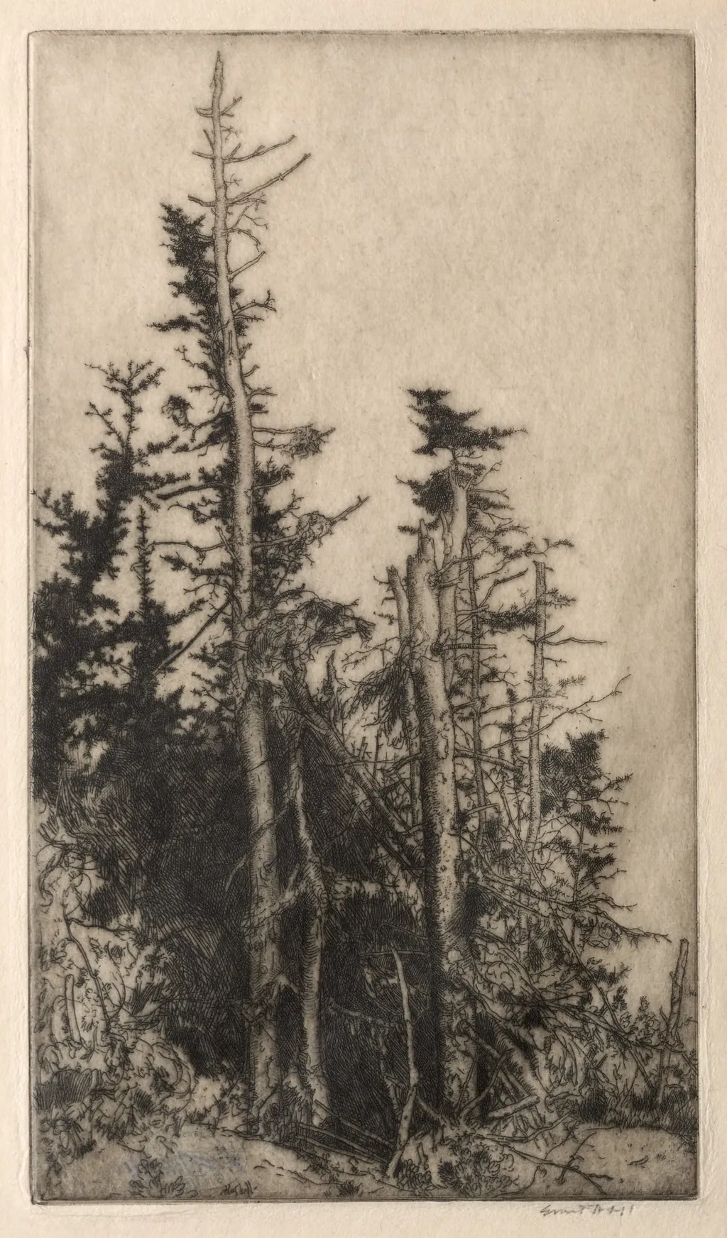 Dead Tree, by Ernest Haskell, 1910