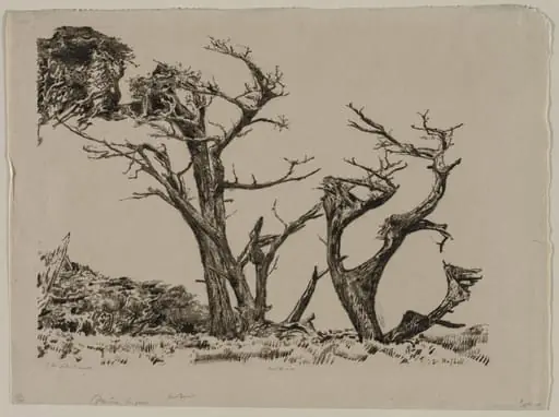 Monterey Cypress, by Ernest Haskell